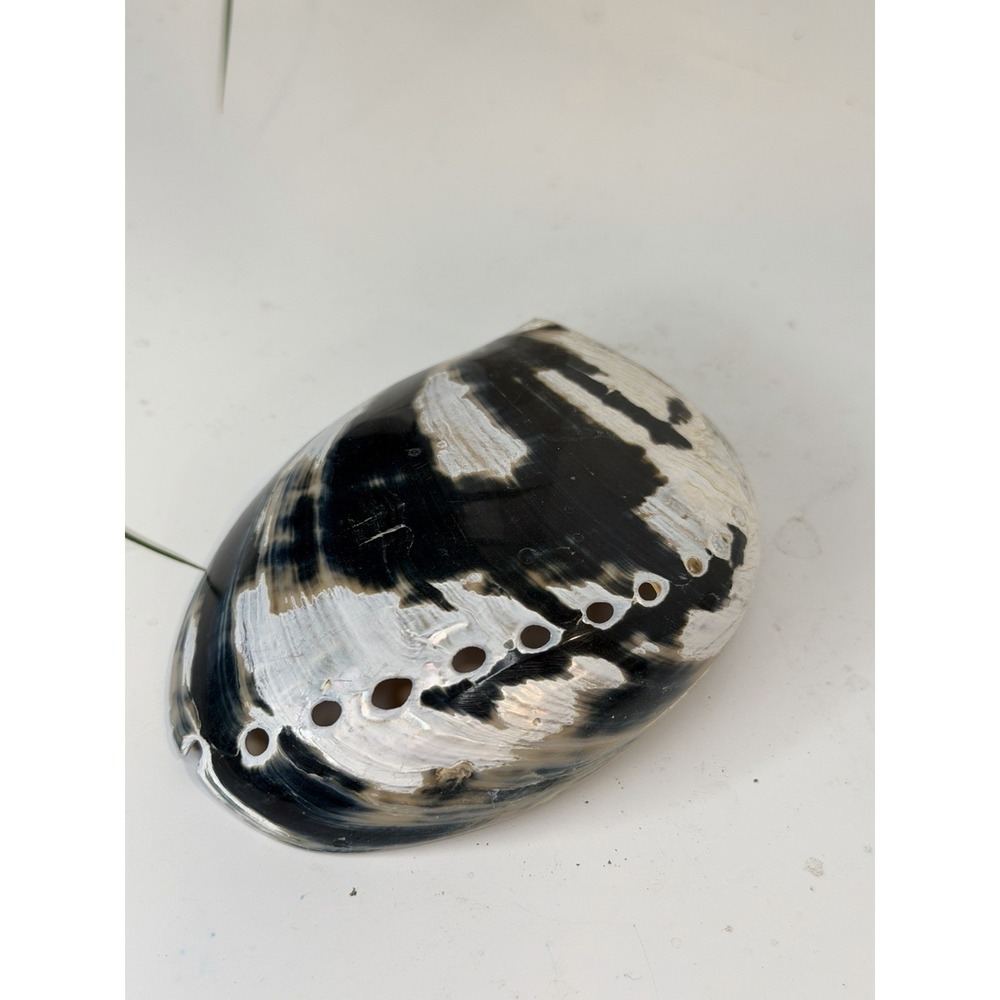 Polished Natural Black Abalone Shell Iridescent Mother of Pearl Smudge Bowl 4"⁠